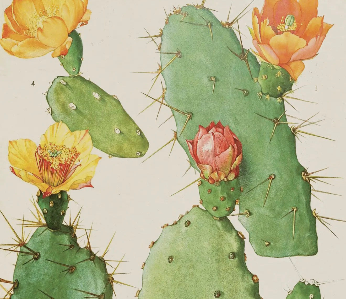 Cactus prints with frames