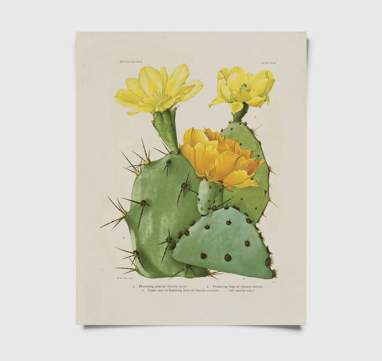 Cactus prints with frames