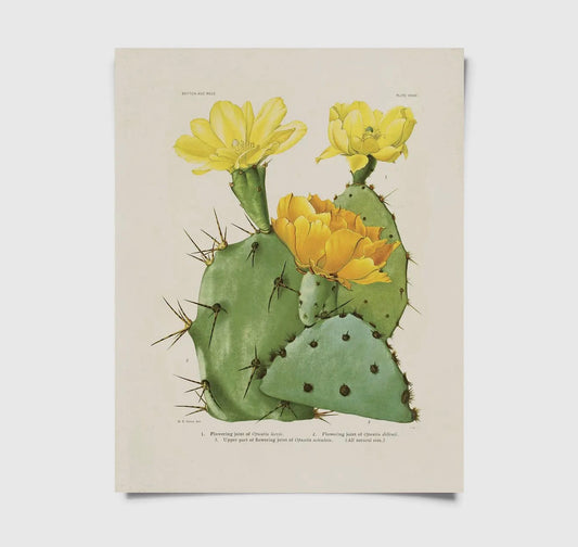 Cactus prints with frames