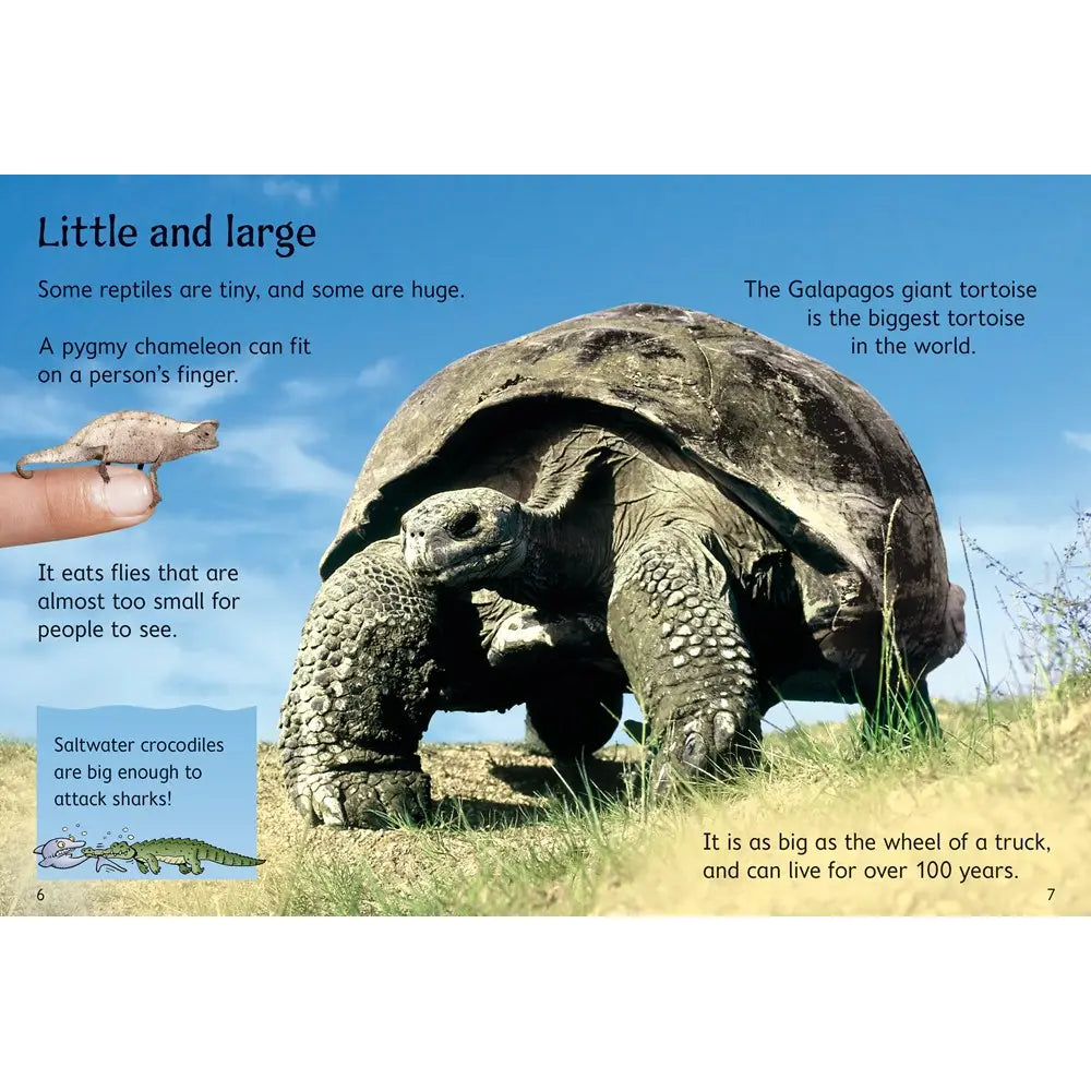 Usborne Beginners: Reptiles and Underground Animals