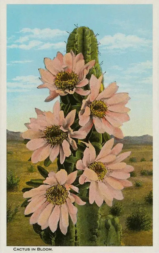 Western/Southwest Prints